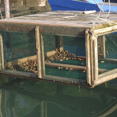 Cooperativa San Marco - Le attività