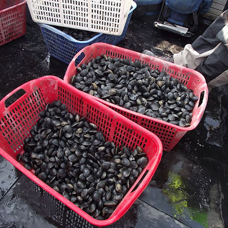 Cooperativa San Marco - Le attività