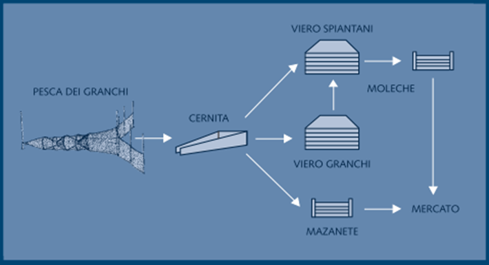Schema della filiera della moleca