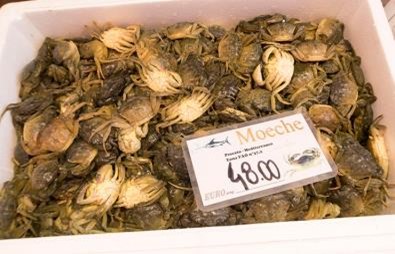 Seragianti buranelli