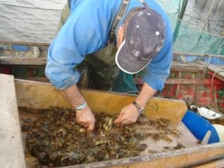 Selezione granchi laguna nord