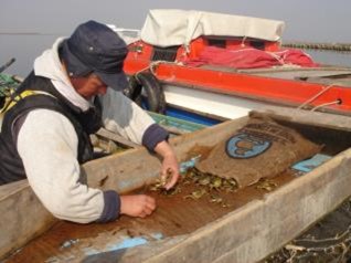 Selezione granchi laguna nord