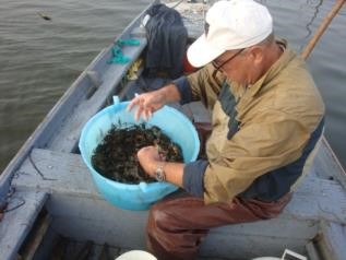 Selezione granchi laguna sud