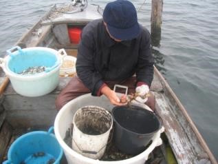 Selezione granchi laguna sud