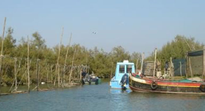 Vieri per l’allevamento delle moleche