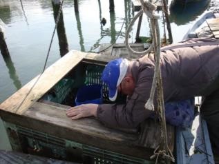 Viero in plastica e selezione granchi