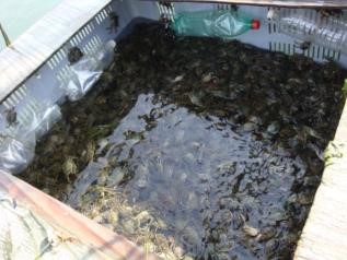 Viero in plastica con granchi